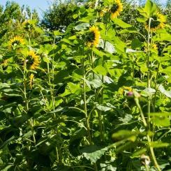 sonnenblumen