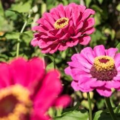 blumen
