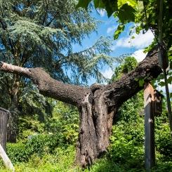 alter-baum